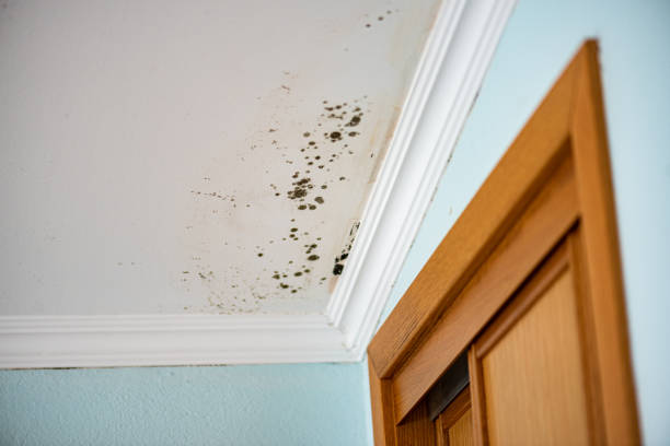 Best Residential Mold Removal  in Heceta Beach, OR