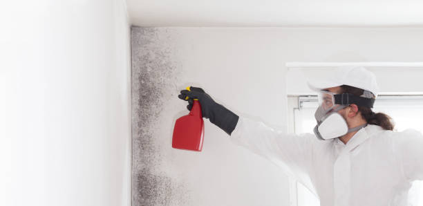 Best Mold Damage Repair  in Heceta Beach, OR