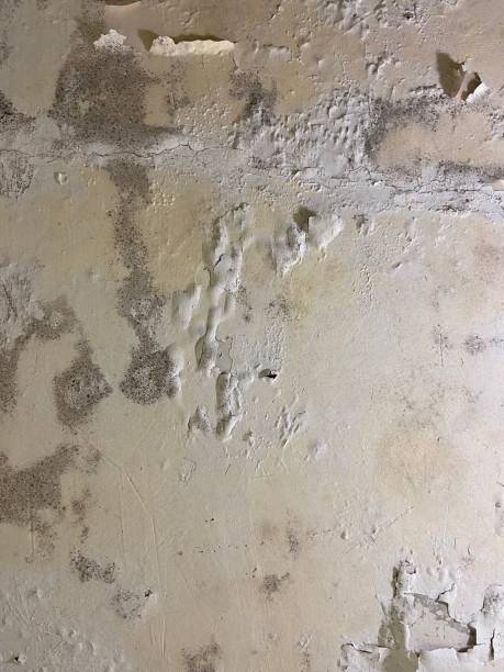 Best Fast Mold Removal  in Heceta Beach, OR